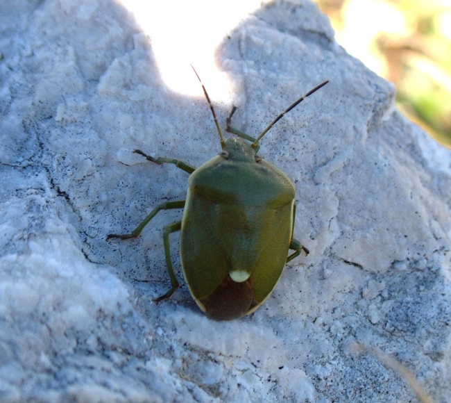 Chlorochroa juniperina (Pentatomidae) a 1900 m.